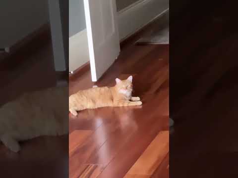 Which color do you guys prefer?? ft Christina Khalil#bodysuit #teddy #lace #avidlove